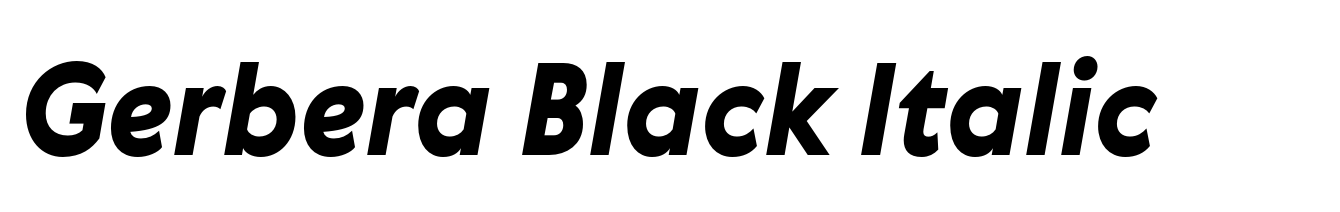 Gerbera Black Italic